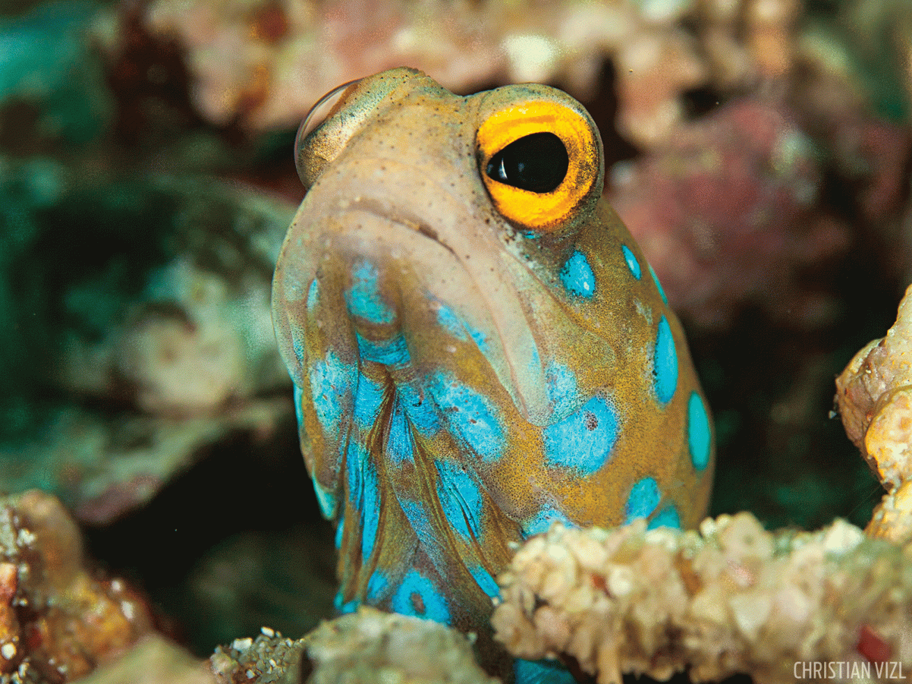 Bluespotted jawfish underwater photograph Sea of Cortez