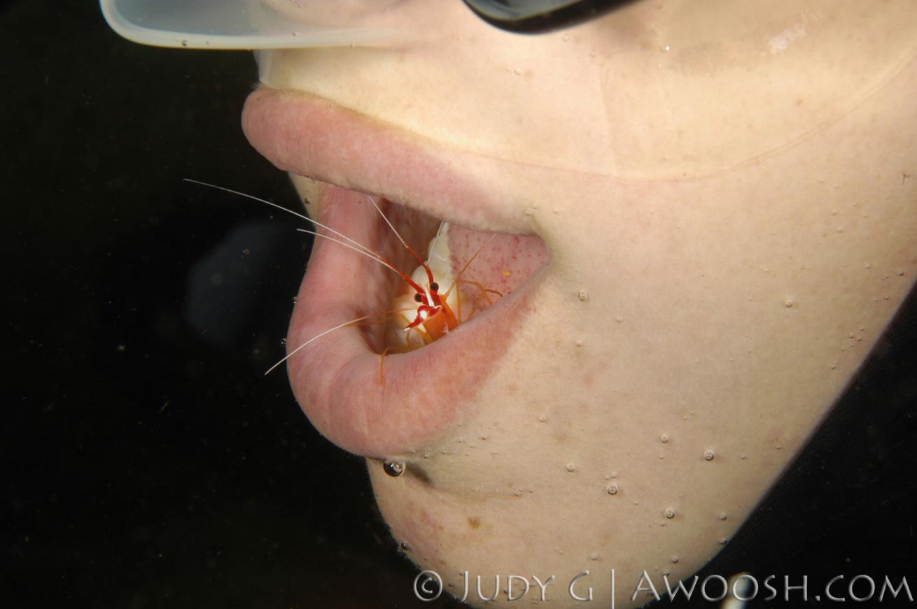 Cleaner Fish Underwater Photo in Mouth Person