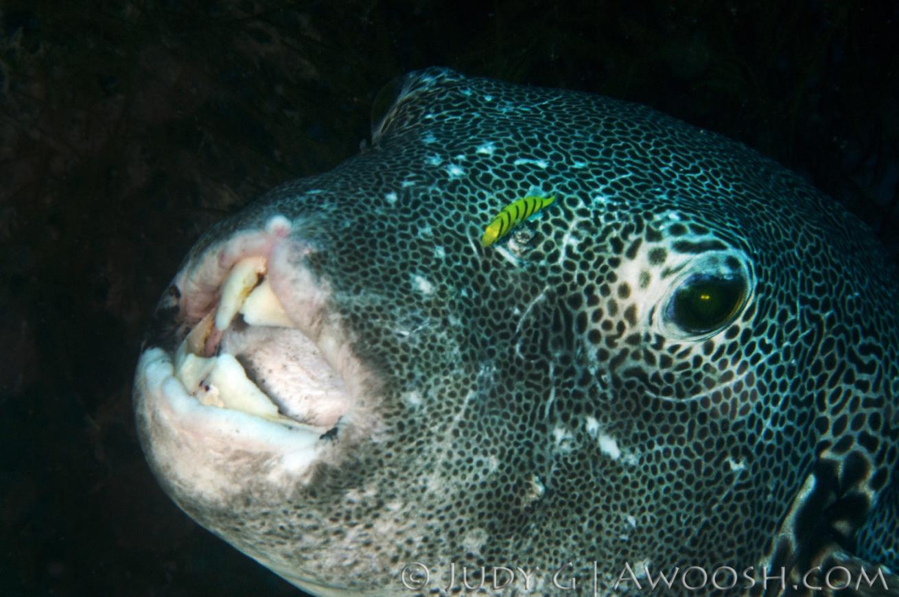 Puffer Fish Underwater Photo Cleaner Fish