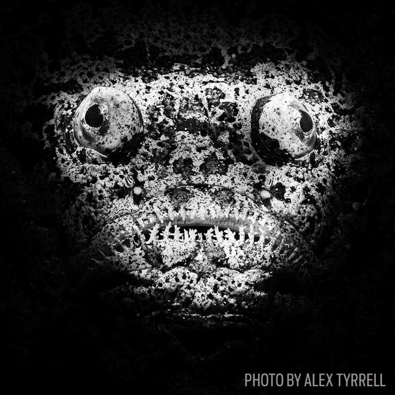 scuba diving nocturnal stargazer philippines photo underwater