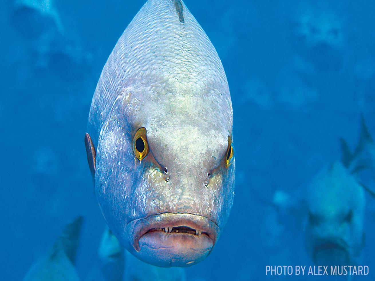 scuba diving snapper egypt photo underwater