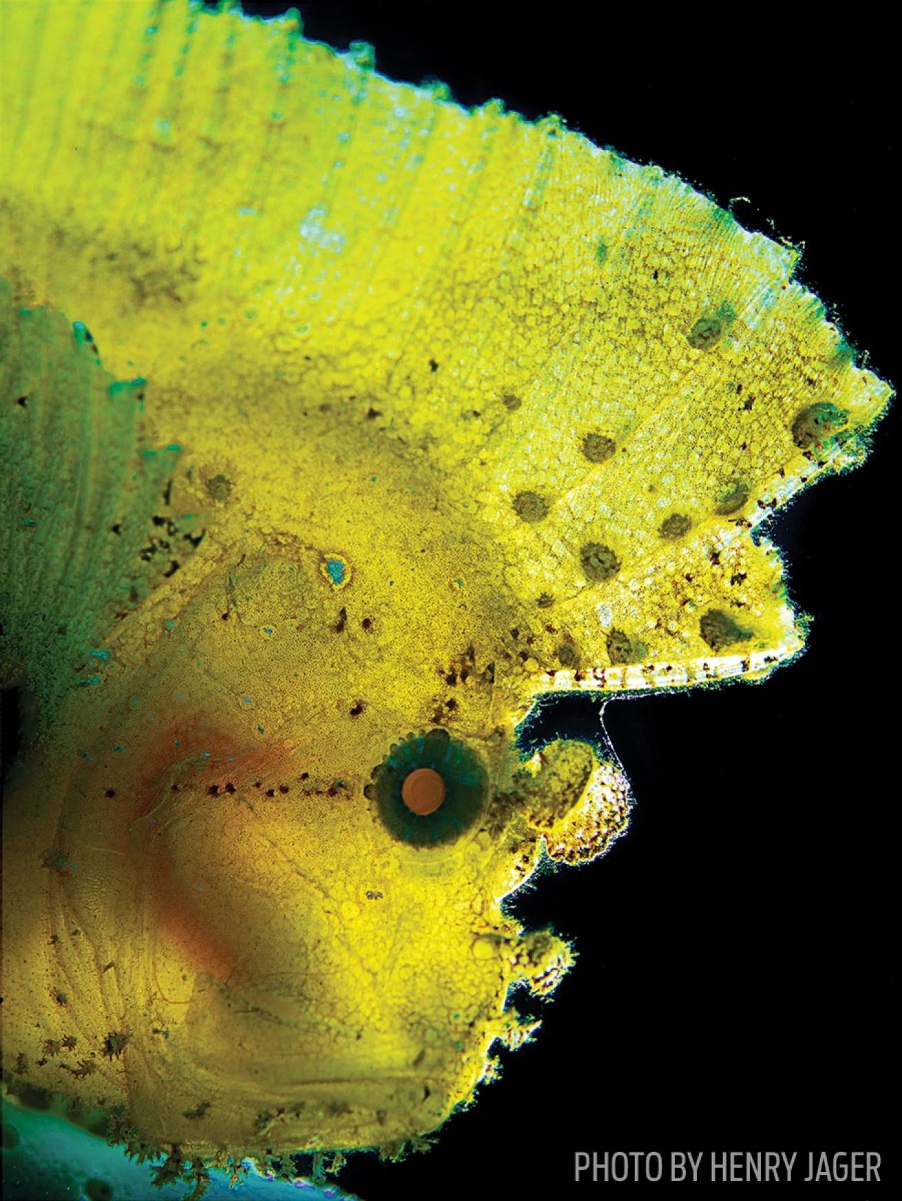 scuba diving scorpionfish philippines photo underwater