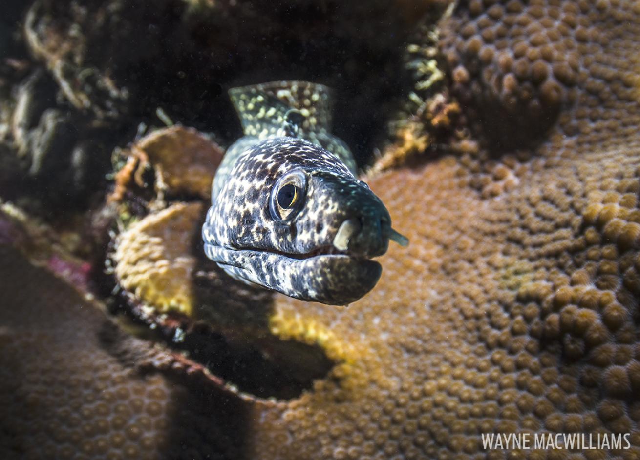 Underwater Photo Spotted Eel Bonaire Macro Diving