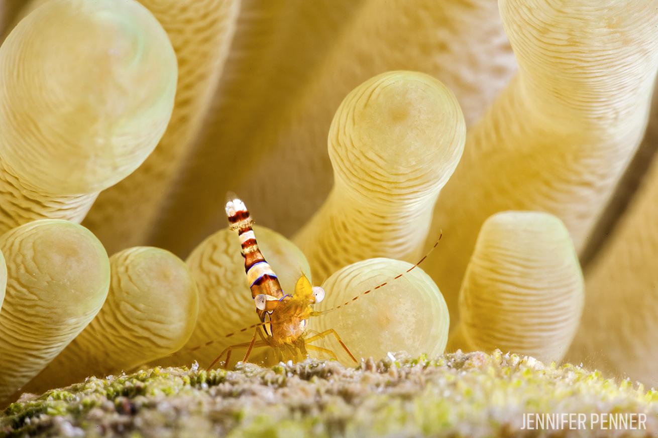 Squat Shrimp Underwater Macro Photography Bonaire