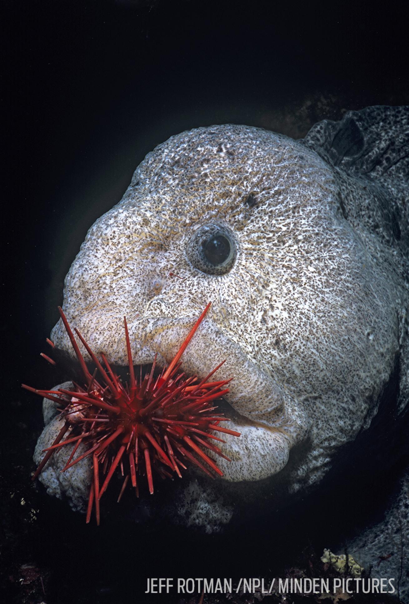 Wolf Eel Underwater Photo Macro Diving British Columbia