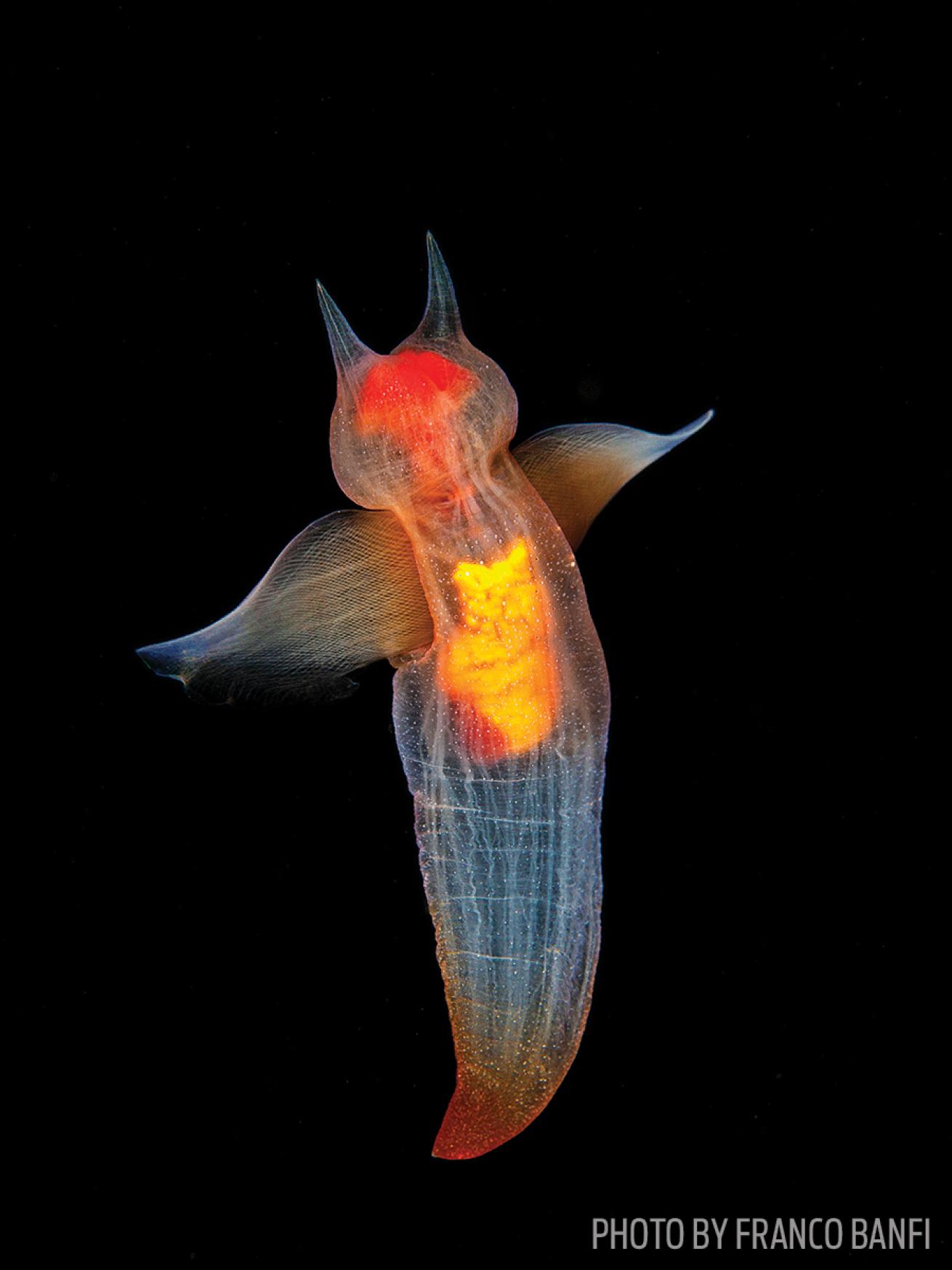 white sea russia scuba diving photo sea angel underwater
