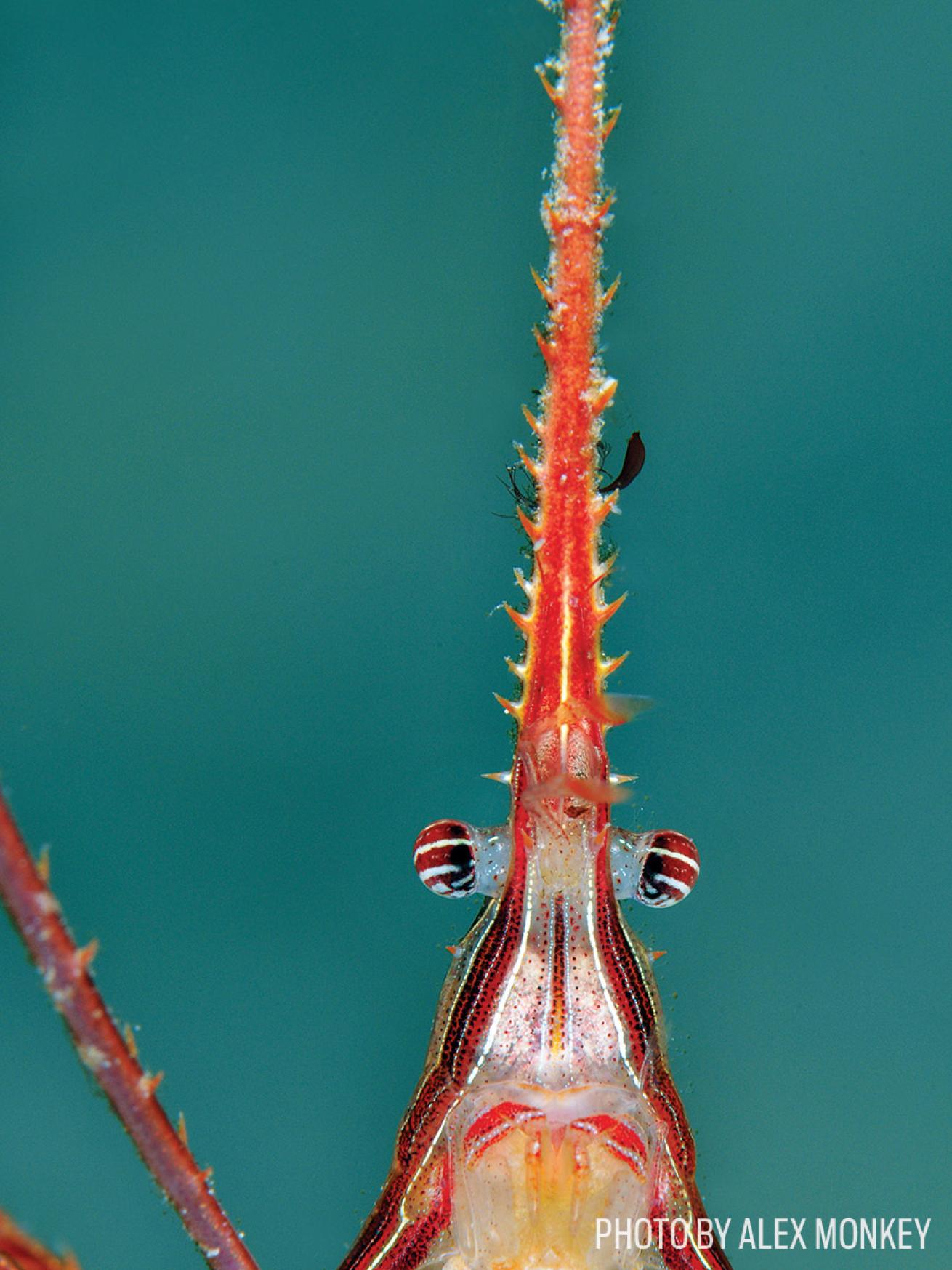 arrow crabs bonaire scuba diving photo underwater