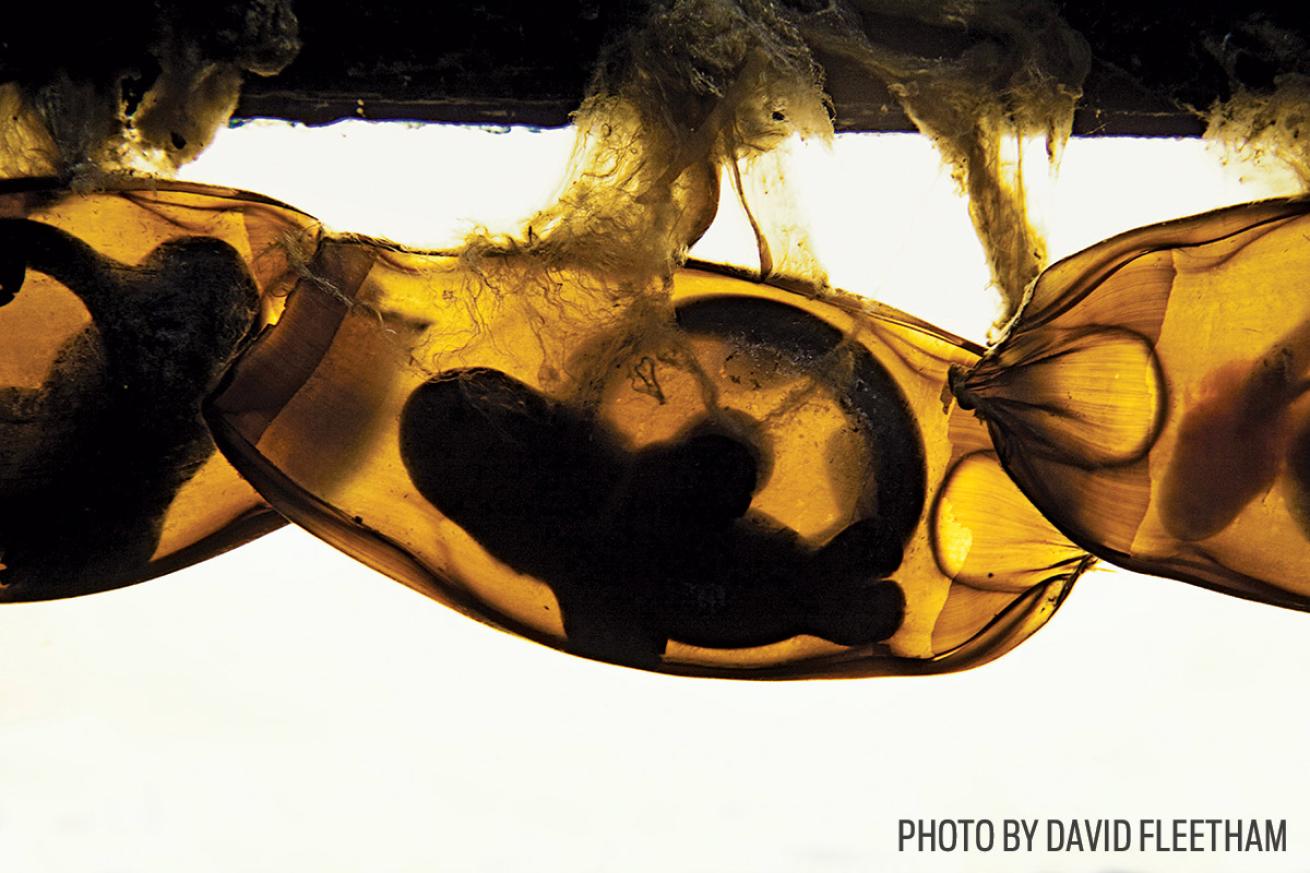 scuba diving bamboo sharks aquarium philippines underwater photo