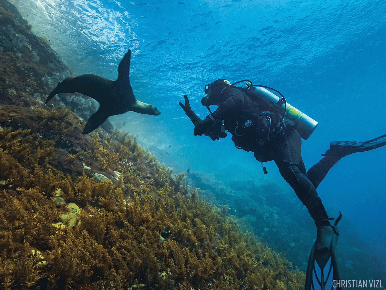 Diver encounters California sea lion underwater photograph