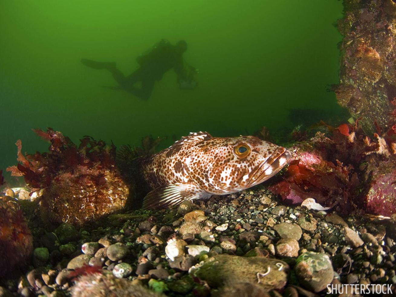 scuba diving Washing Puget Sound underwater photo