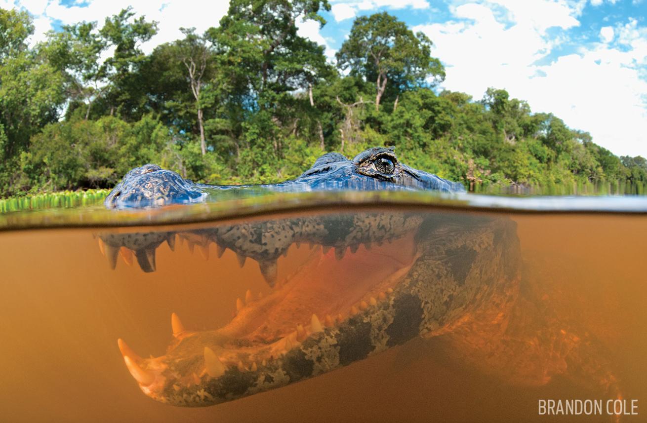 Over under photo of jacare cayman in Brazil