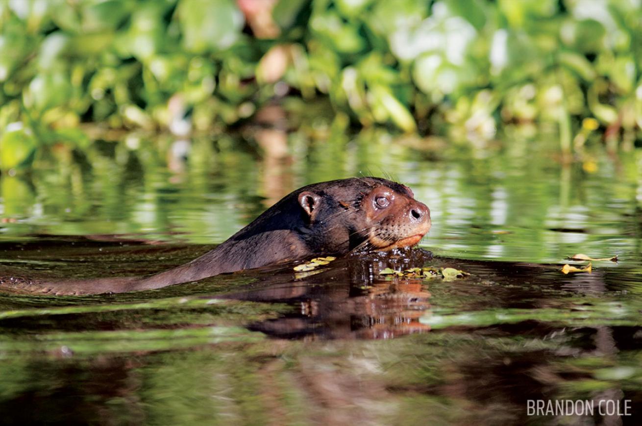 Giant River otter in Brazil