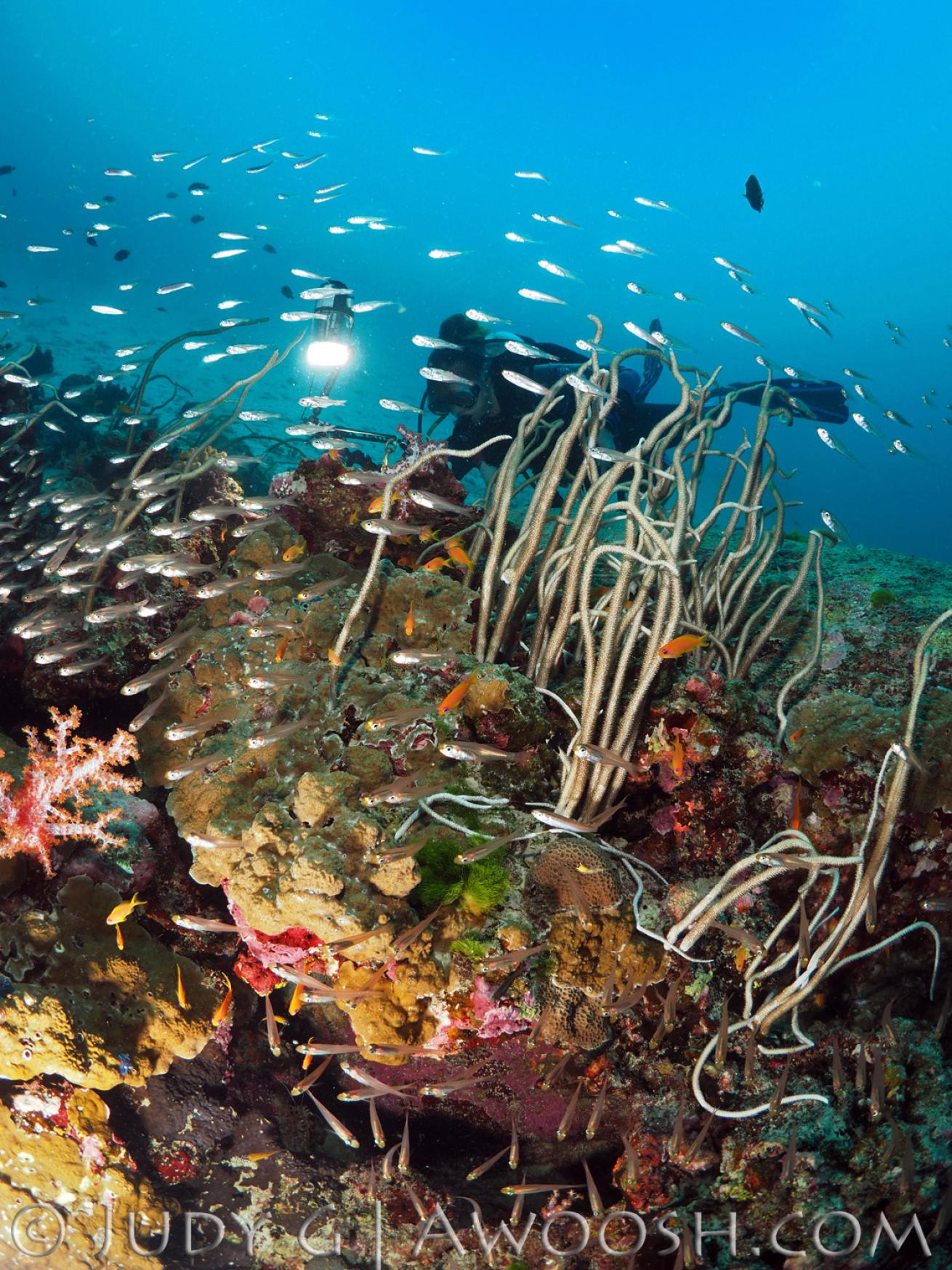 Diver and reef scene underwater in Koh Tachai