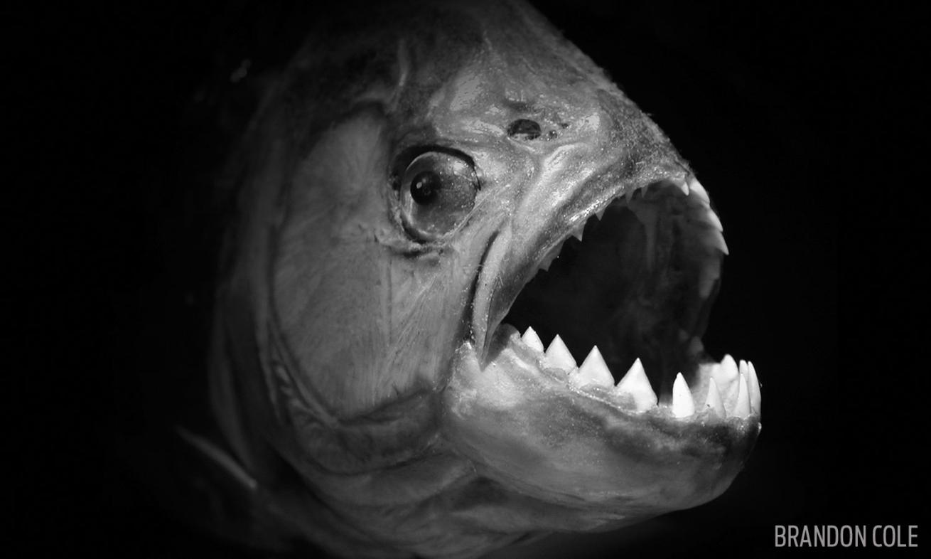 Black and white photo Piranha in Brazil