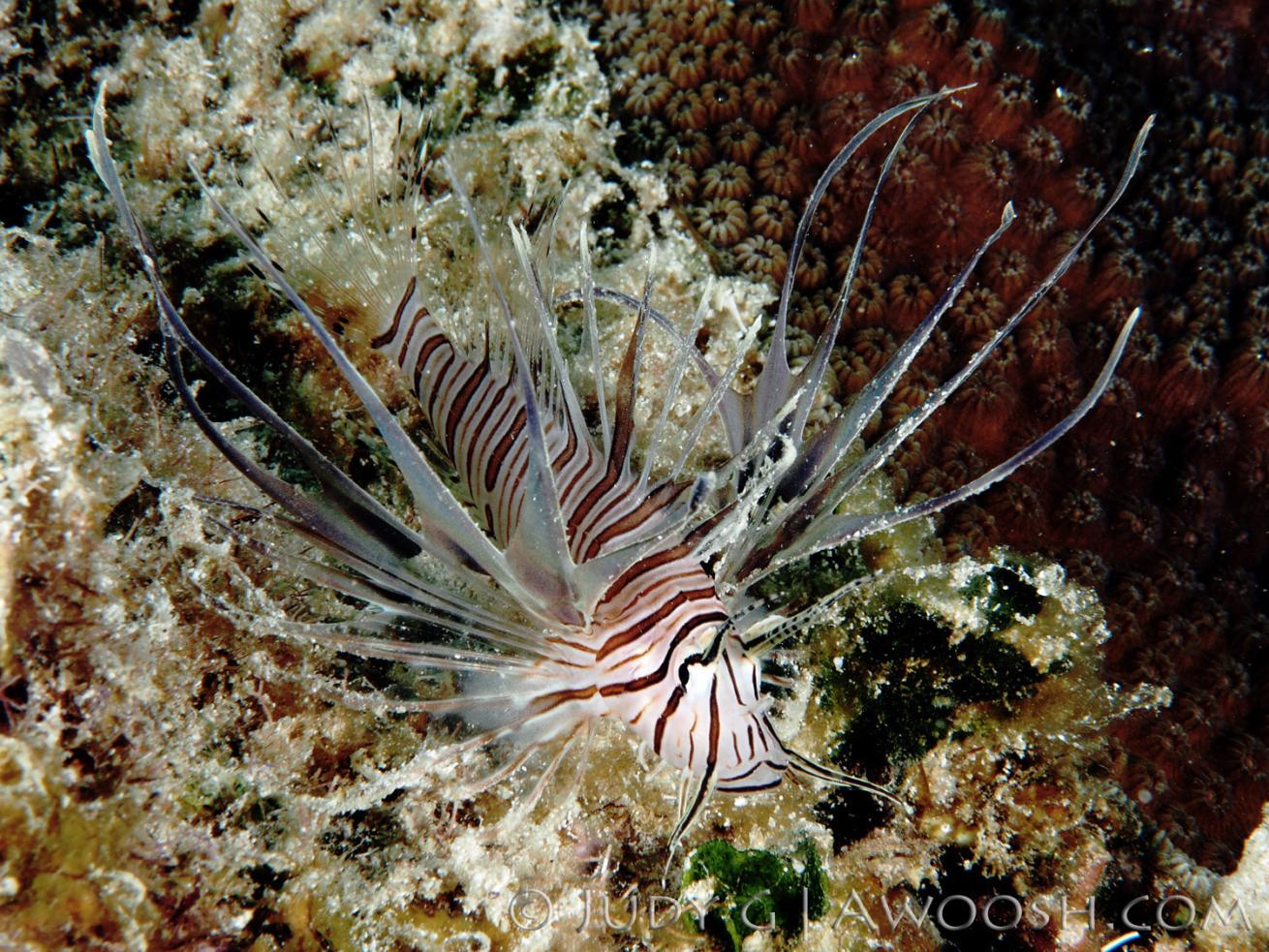 Lionfish in Roatan, Honduras, Invasive Species