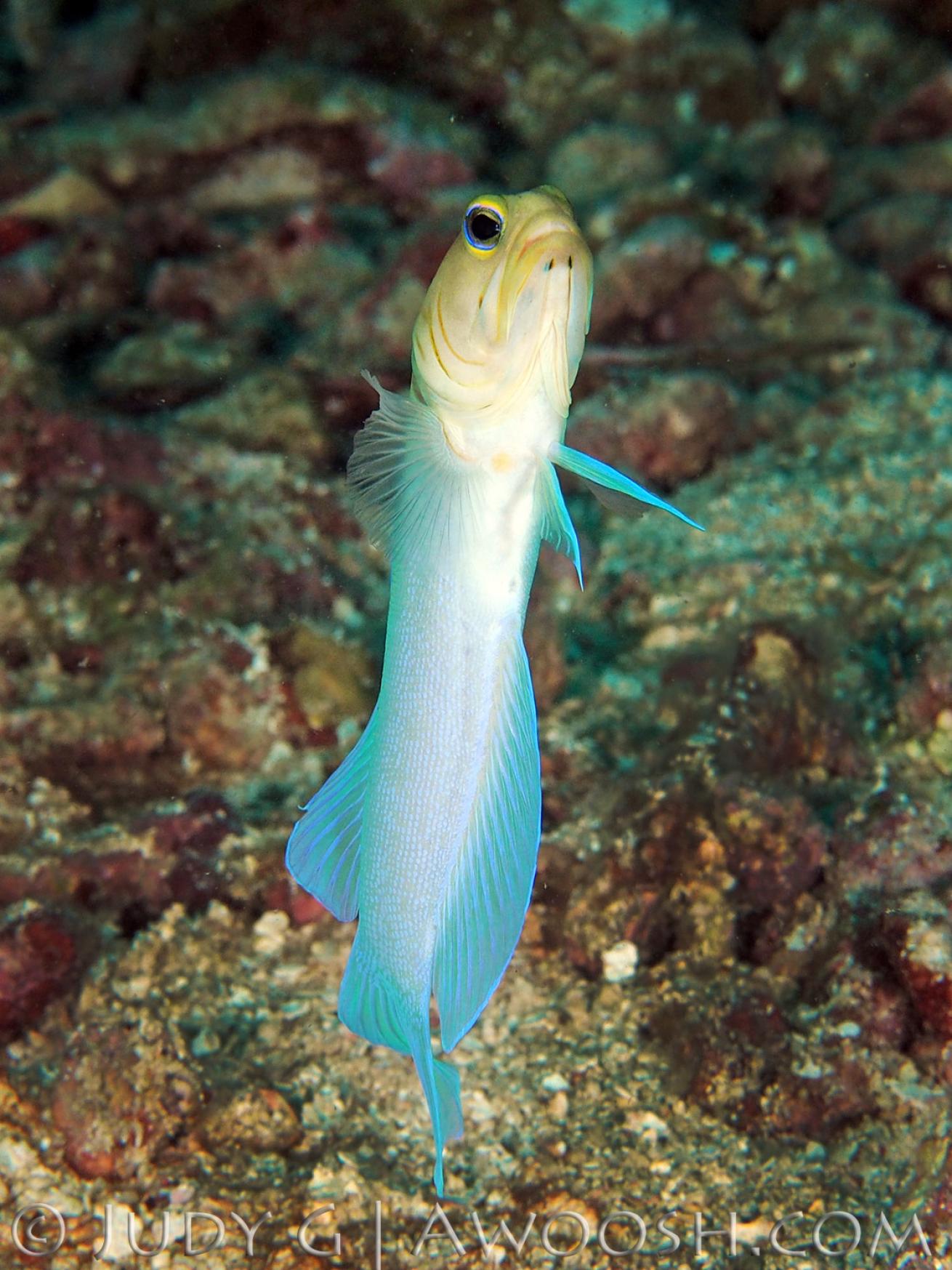 Yellow Headed Jawfish Pretty Underwater Photo Fish