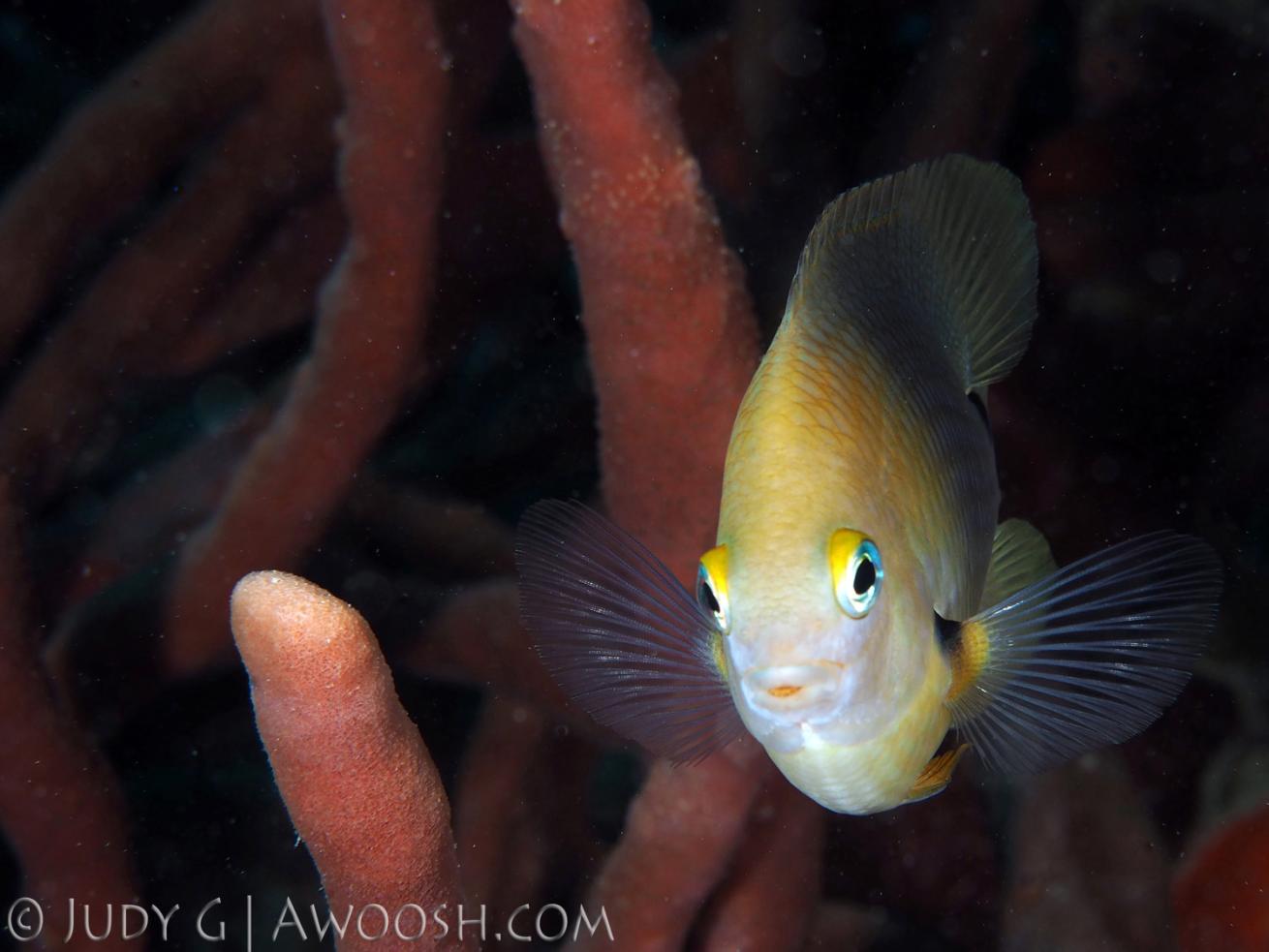 Underwater photo damselfish in Roatan