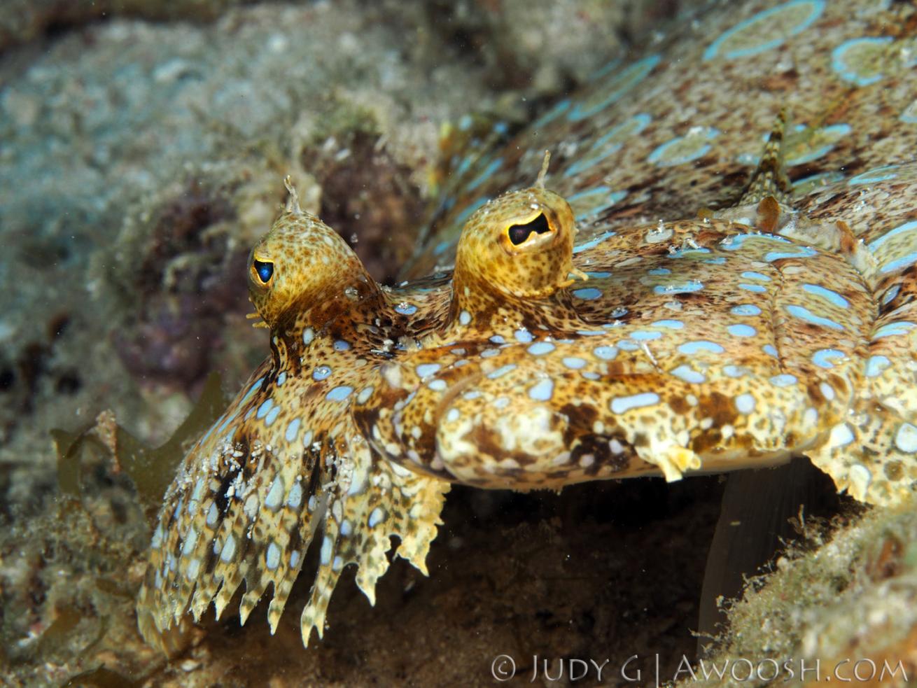 Peacock Flounder Weird Underwater Fish in Roatan