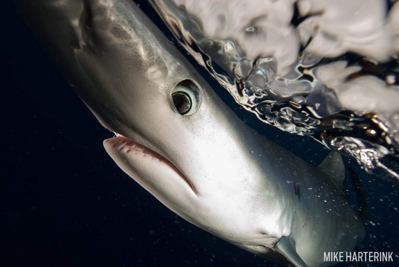 blue sharks azores underwater photography