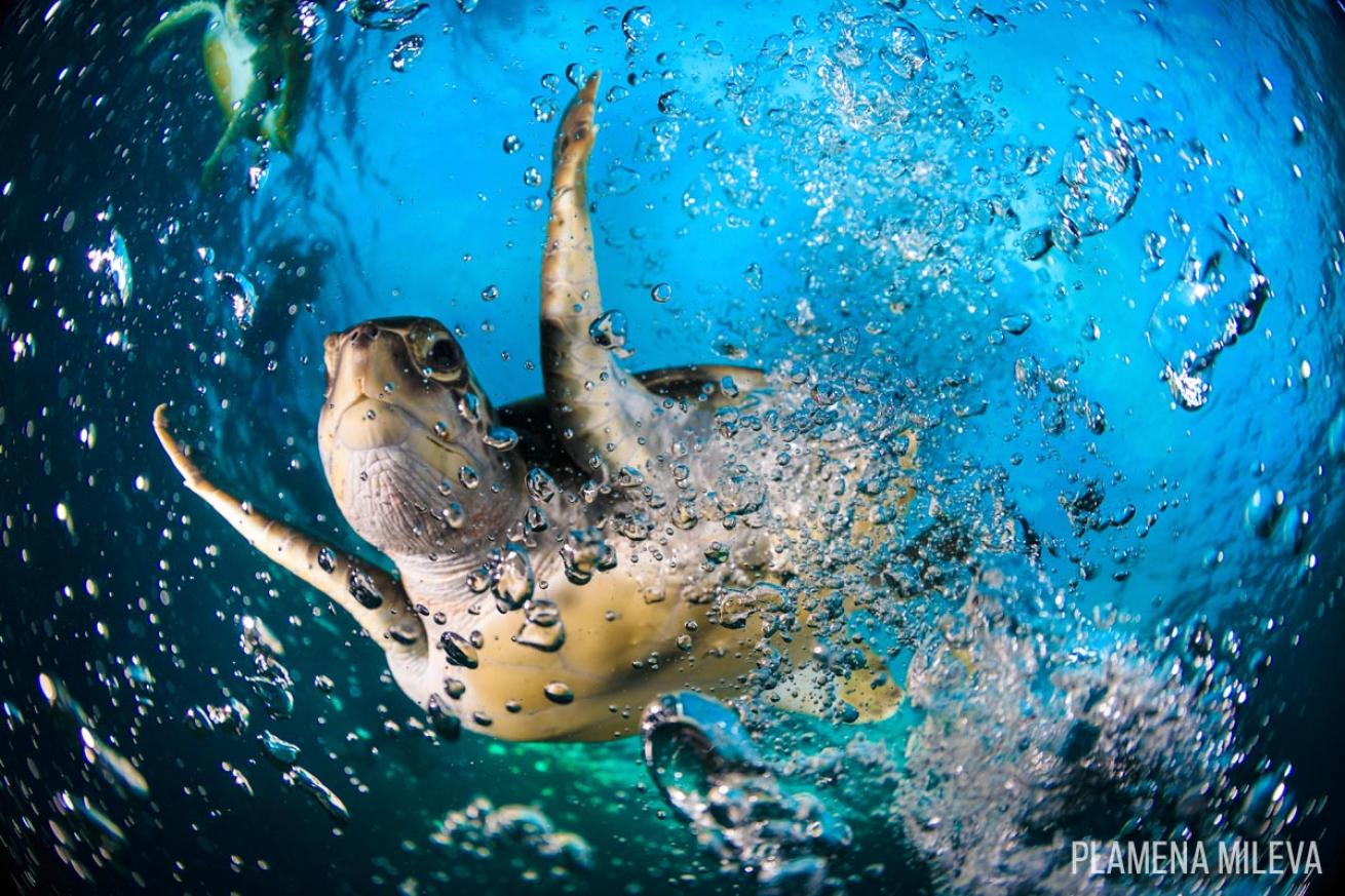 green turtle air bubbles underwater photography scuba