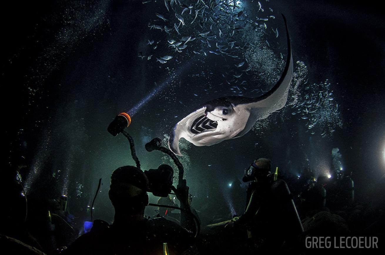 Kona Manta Night Dive