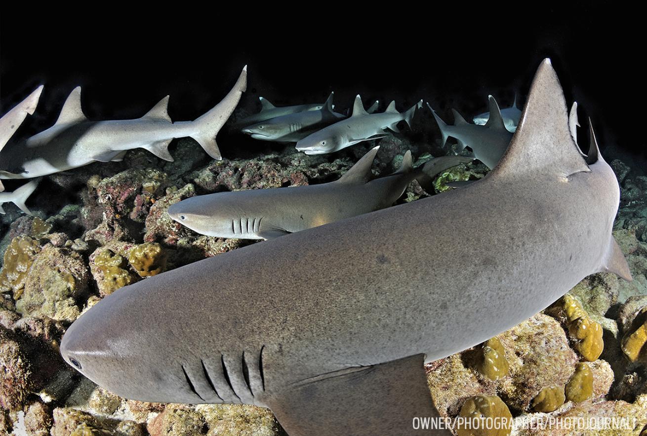 shark diving in Cocos