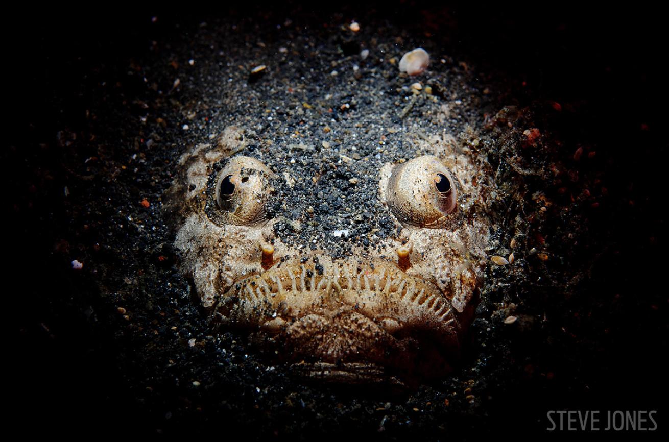 Muck Diving Lembeh Strait Indonesia, Stargazer