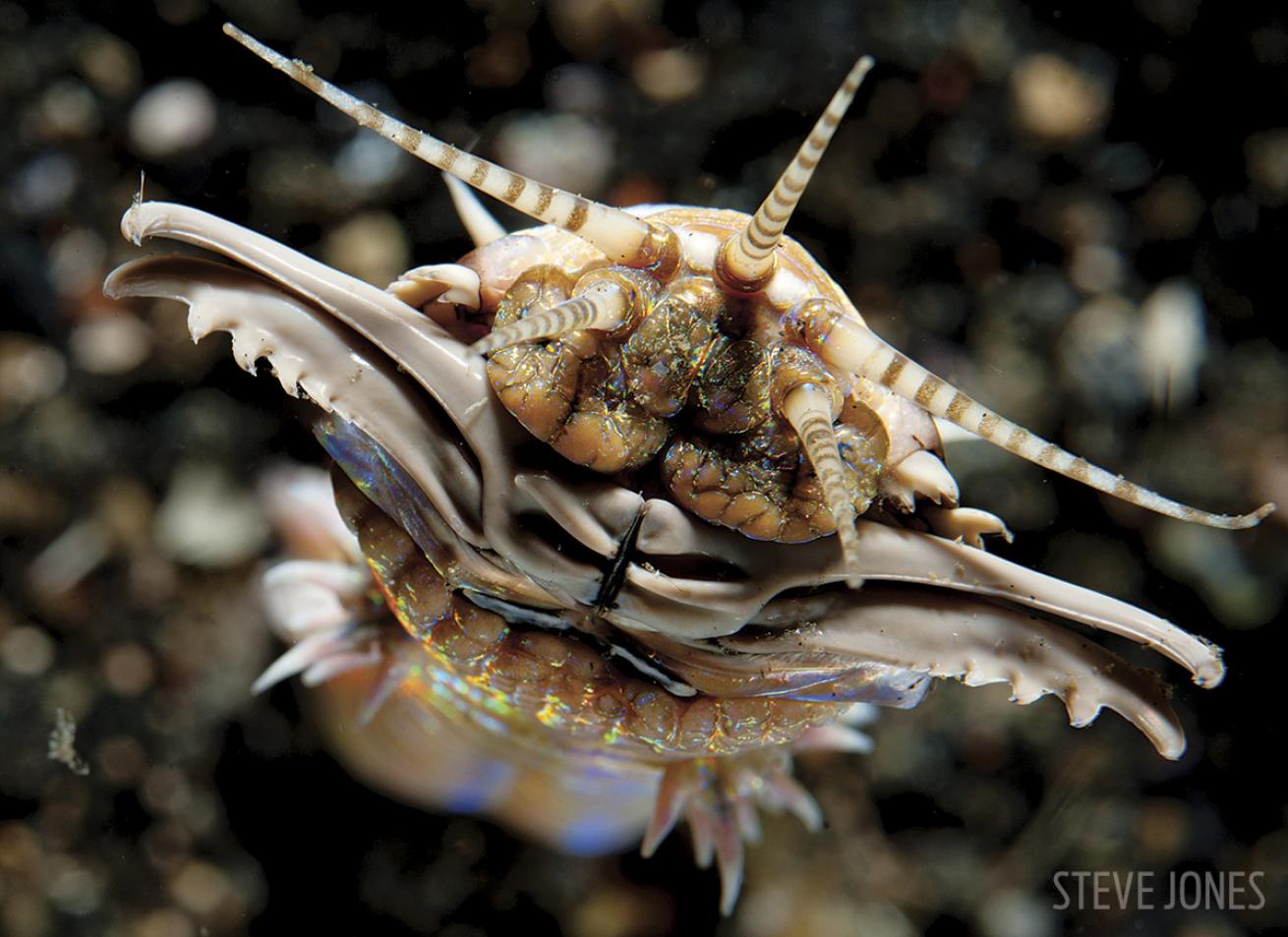 Muck Diving in Lembeh Strait, Indonesia