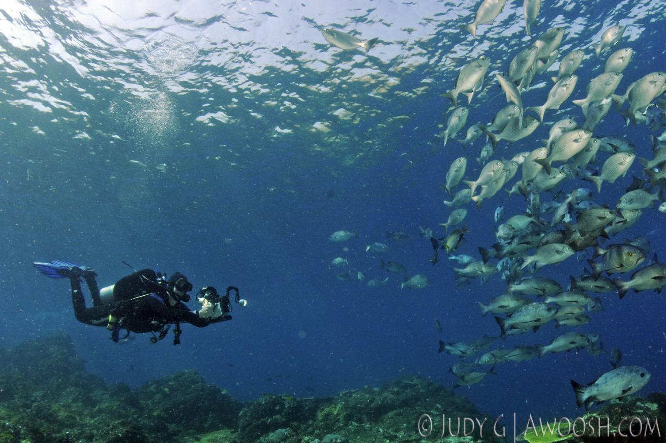 underwater photography muck diving form