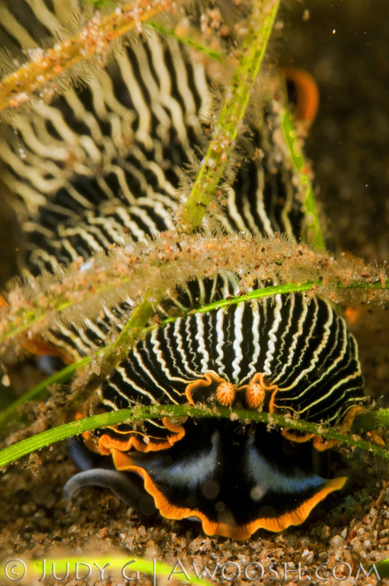 underwater photography muck diving flatworm