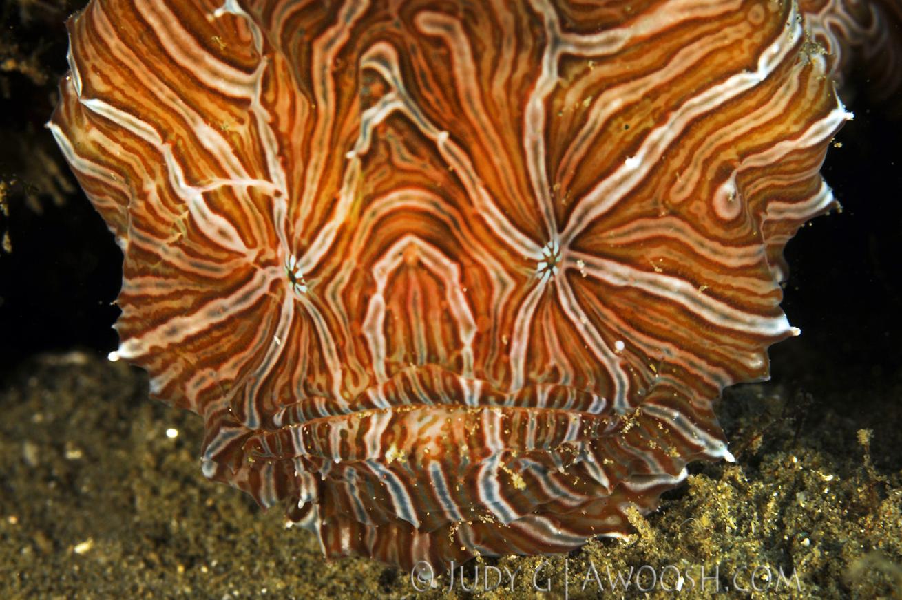 underwater photography muck diving psychedelic frogfish