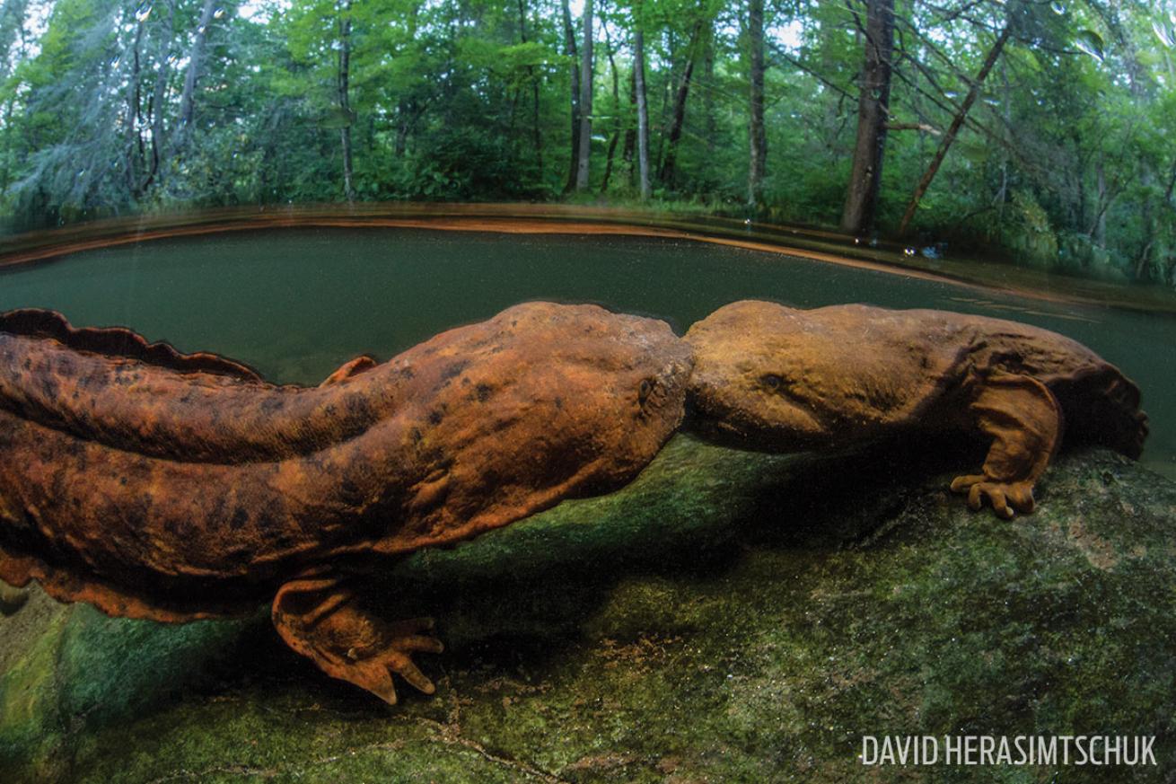 hellbenders salamanders appalachia weird animals underwater