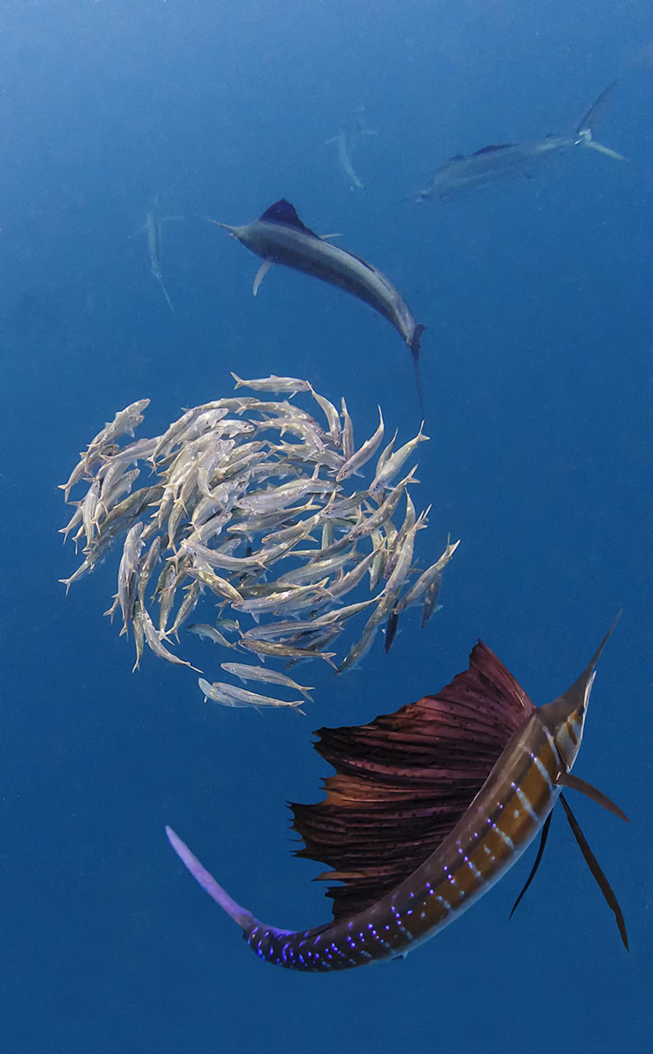 Atlantic Sailfish Mexico