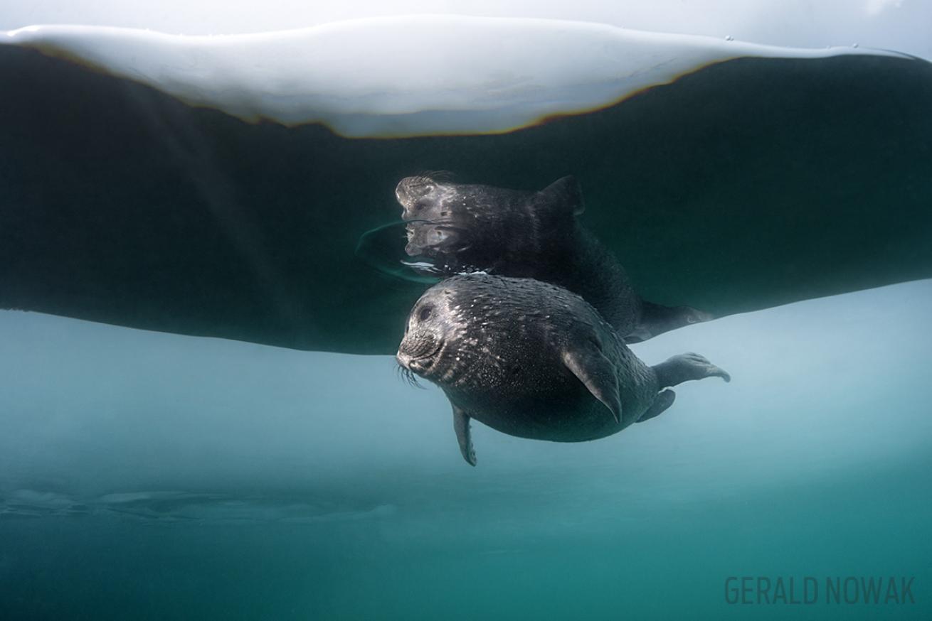 Nerpa Seal Lake Baikal