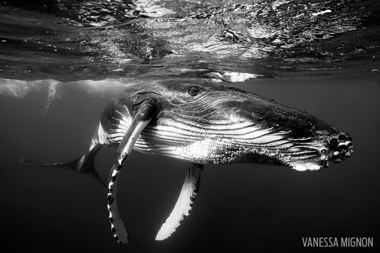 Humpback Whale Tonga