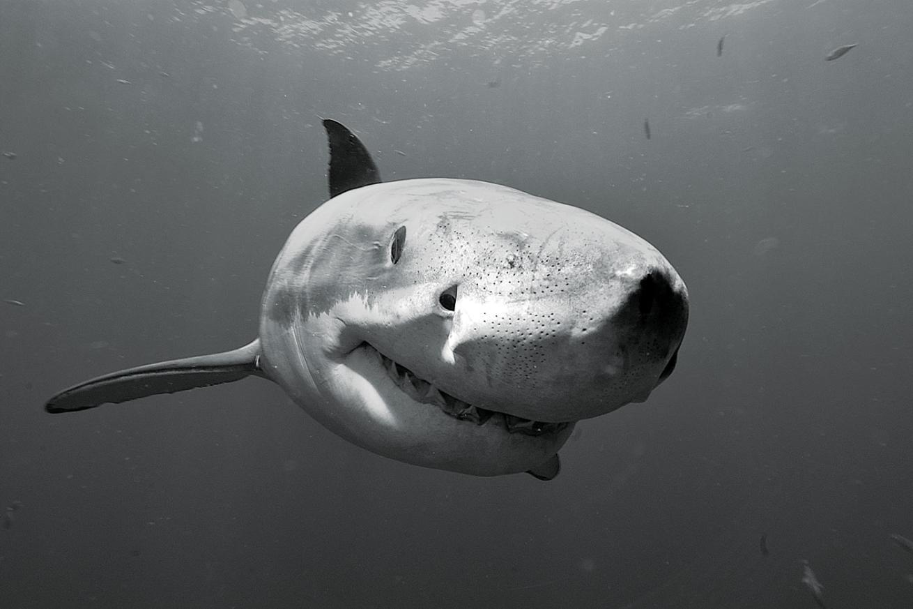 Great white shark underwater