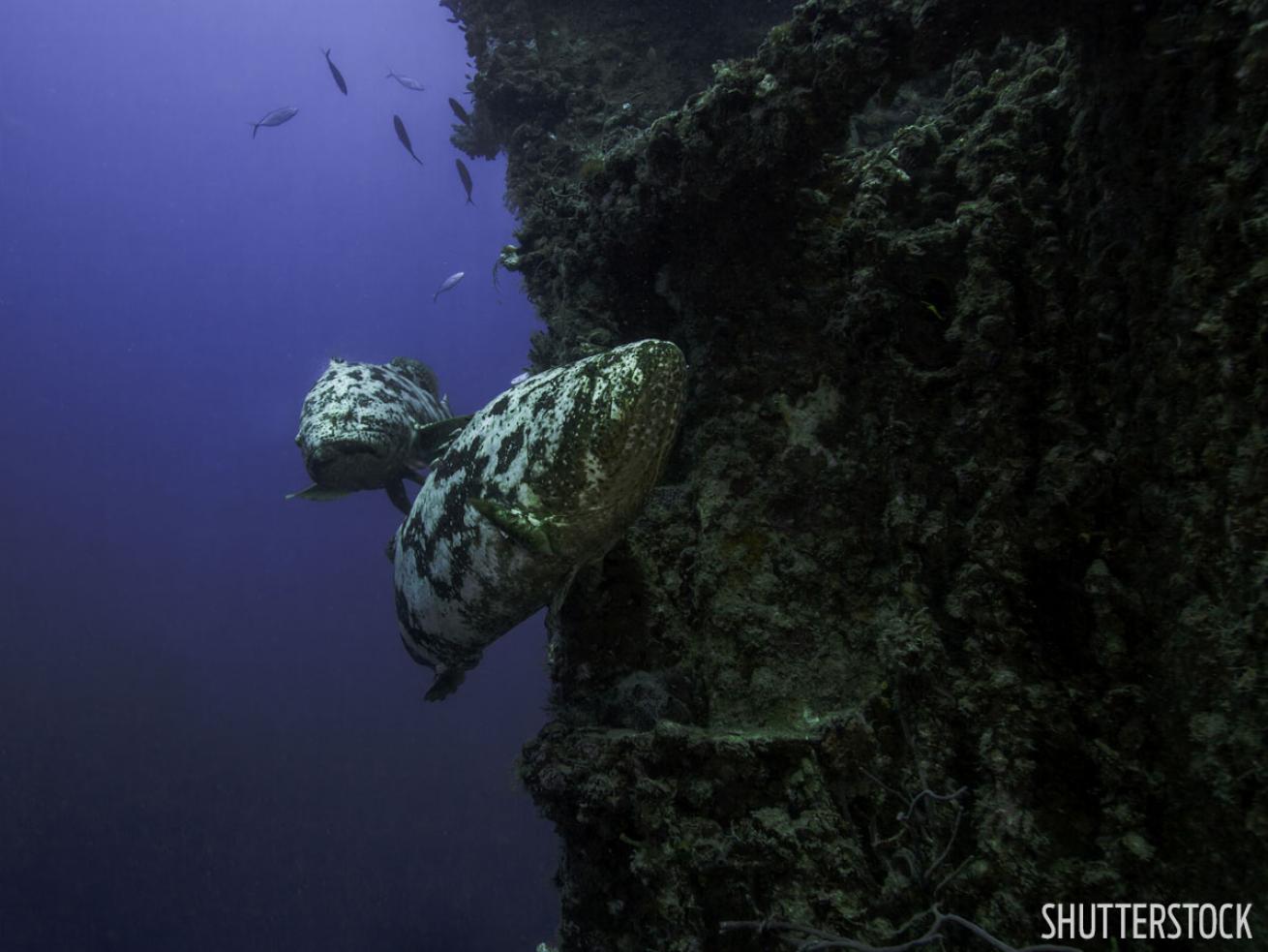 goliath grouper on Spiegel Grove 