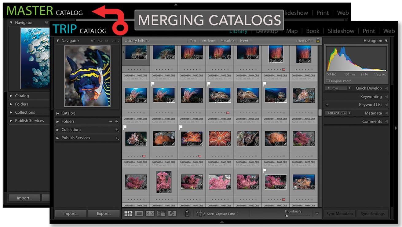 Lightroom Tips Merge Catalogs