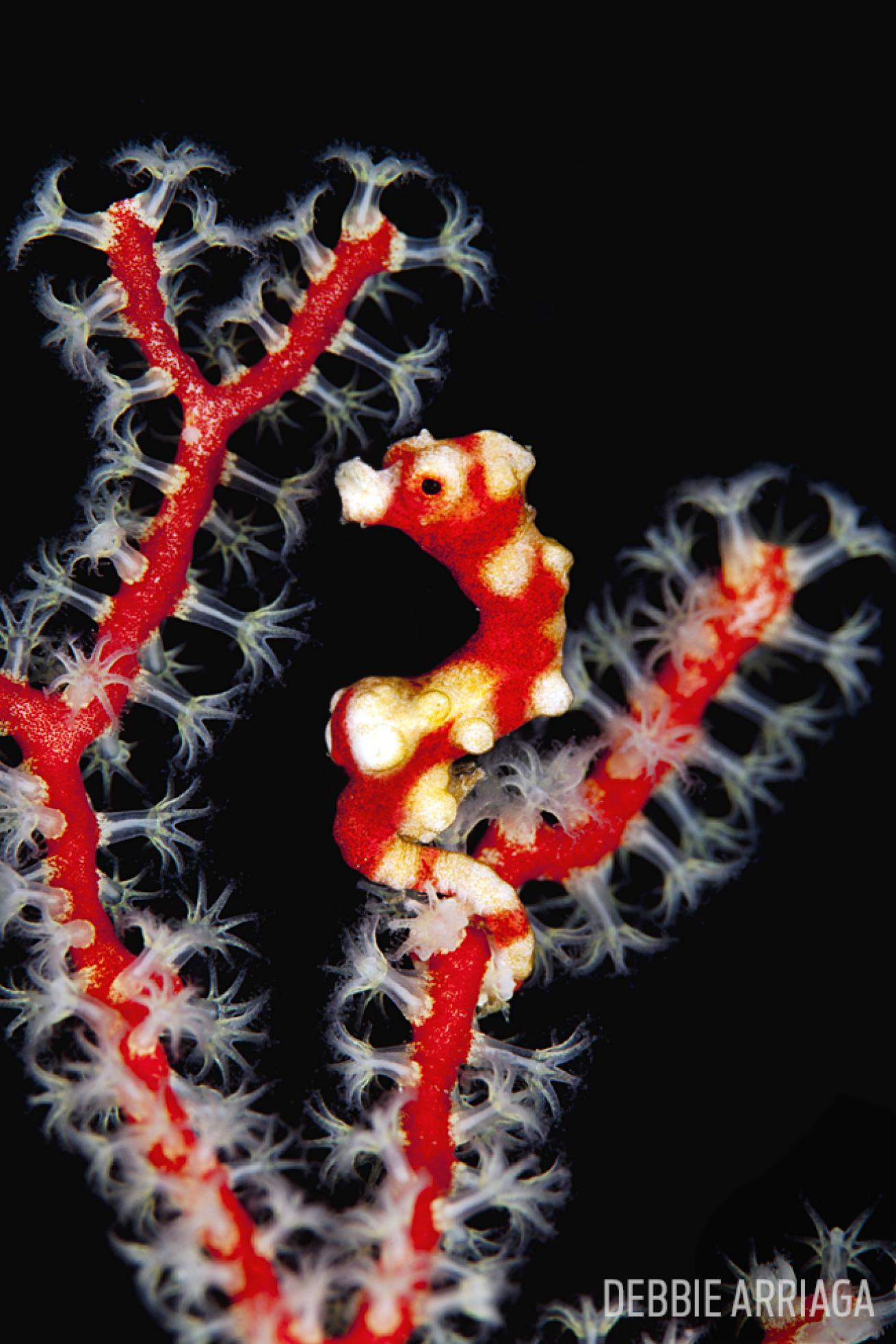 scuba diving with pygmy seahorse in Raja Ampat