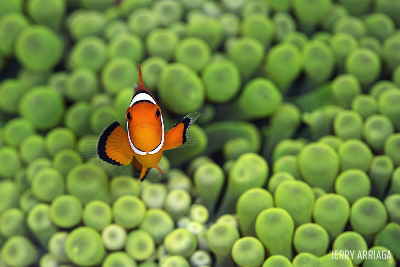 clownfish raja ampat diving