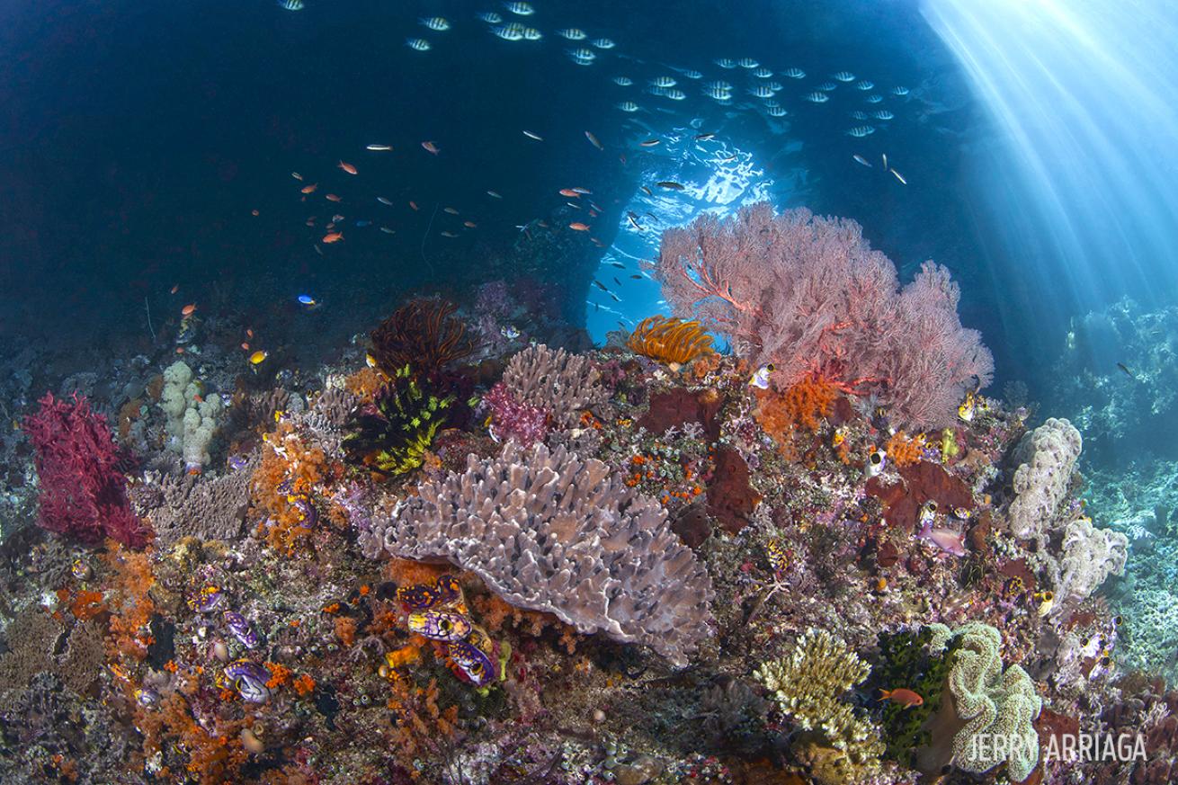scuba diving with soft corals of raja ampat
