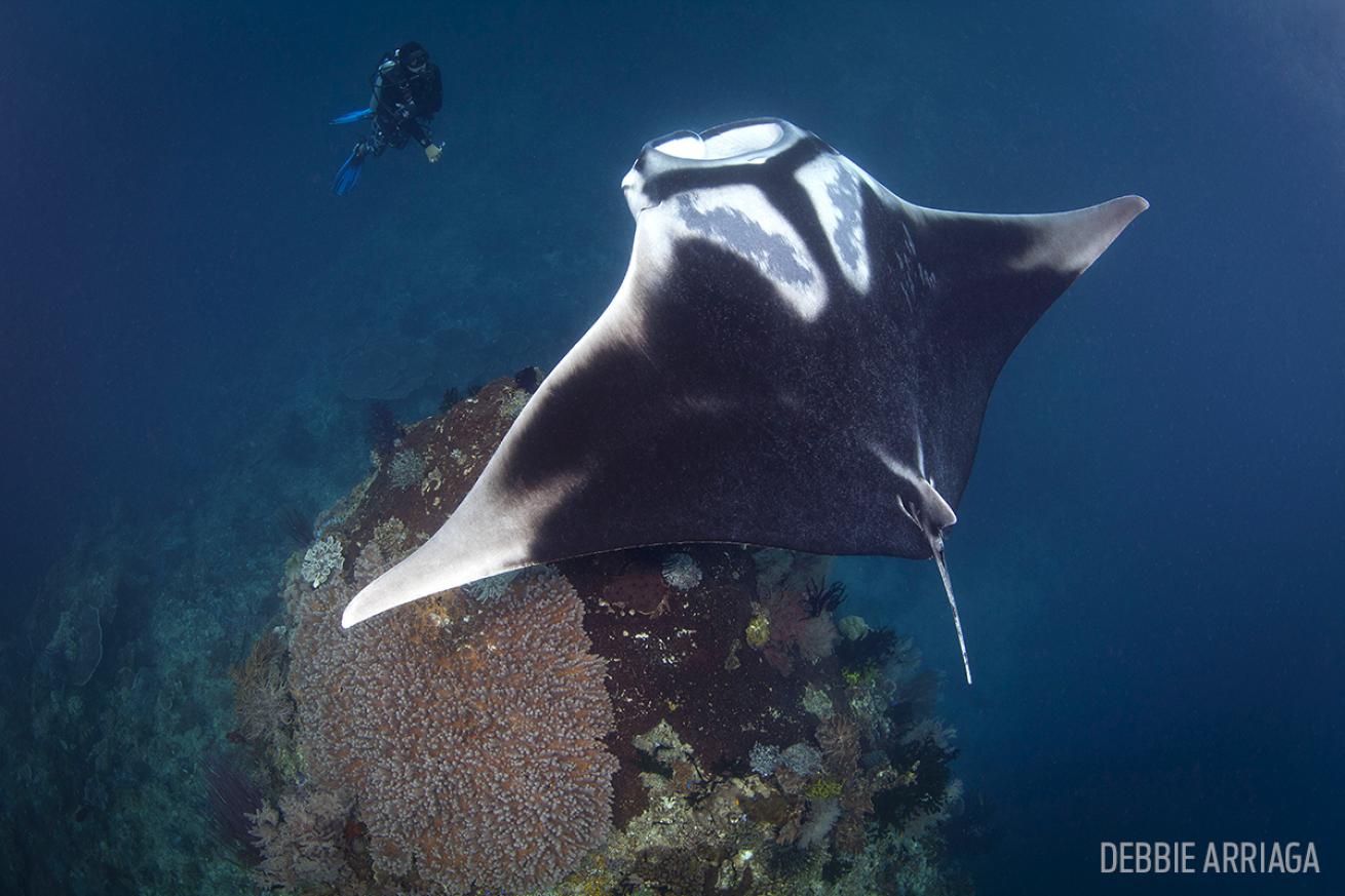 scuba diving with mantas in Raja Ampat