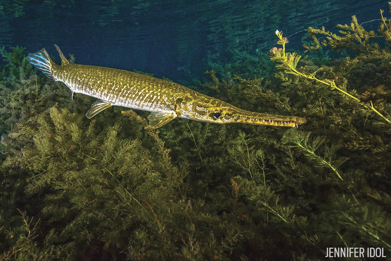 freshwater scuba diving in Texas