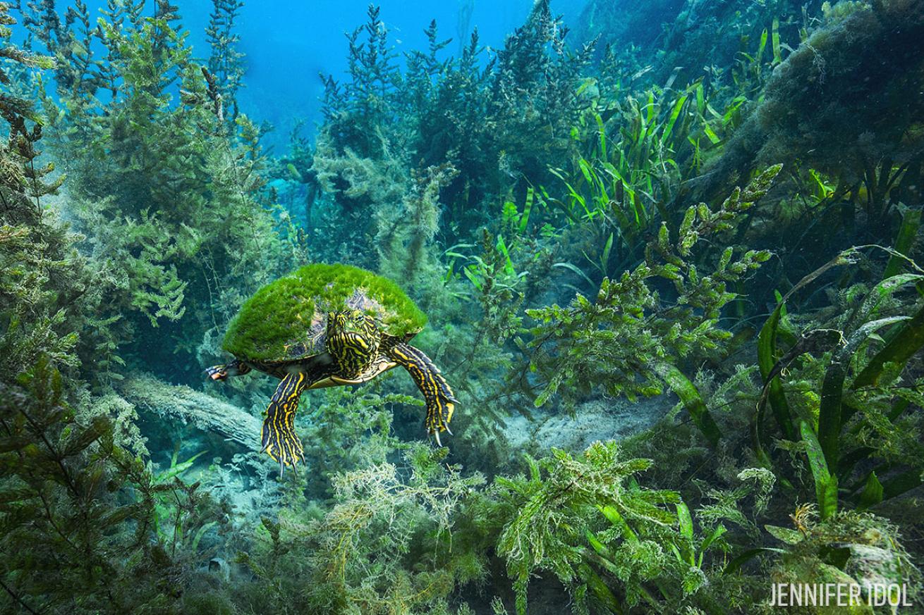 freshwater scuba diving in Texas