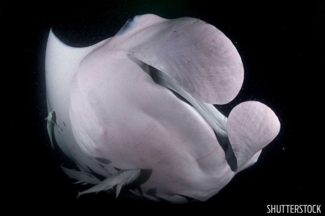 scuba diving with mantas in the Maldives