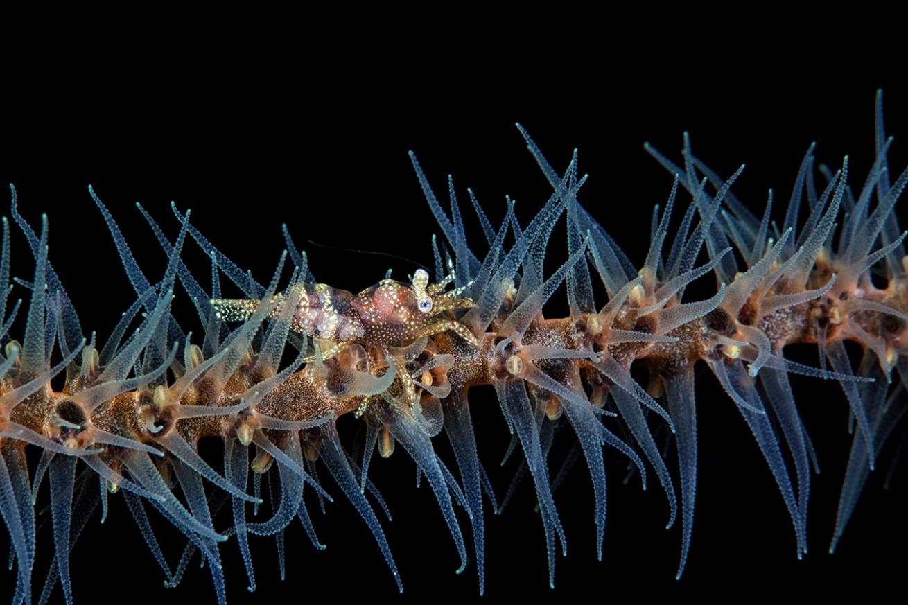 Muck Diving at Night Palau