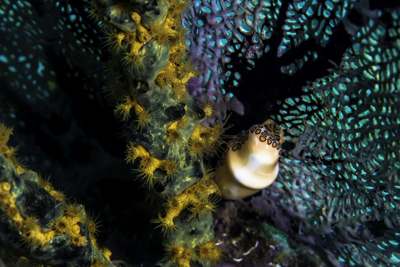 St. Vincent Muck Diving Caribbean