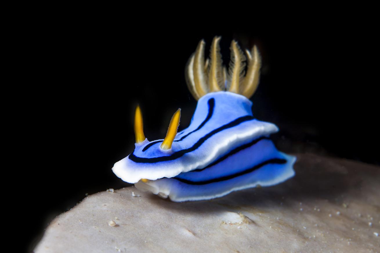 Night Diving Muck Critter Nudibranch