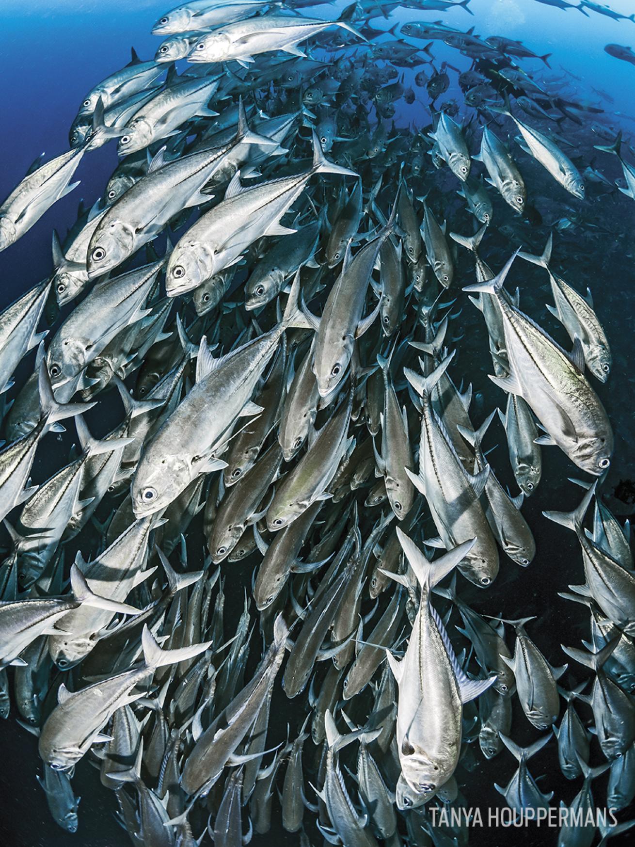 Schooling Fish underwater 