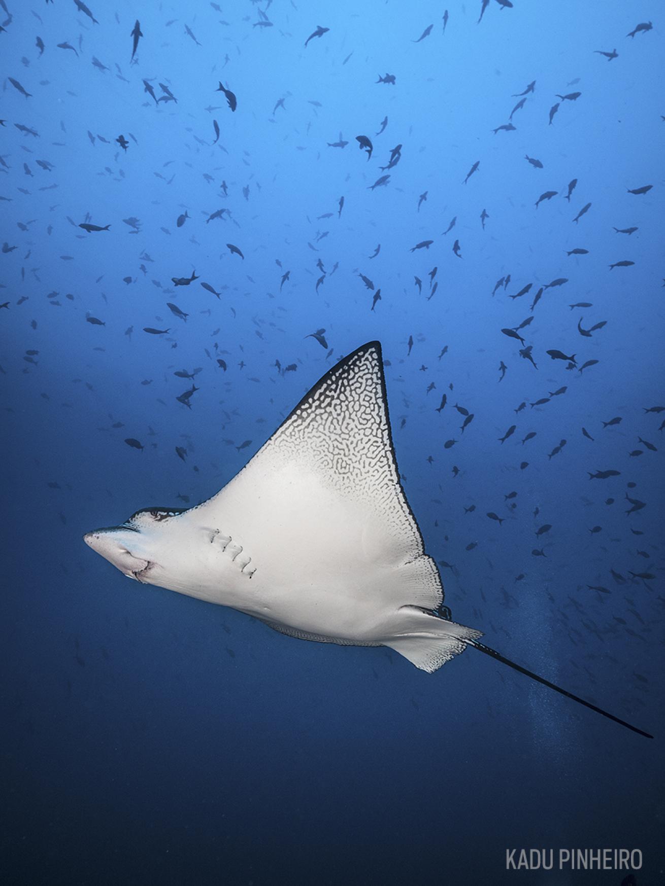 Eagle Ray Scuba Diving Costa Rica